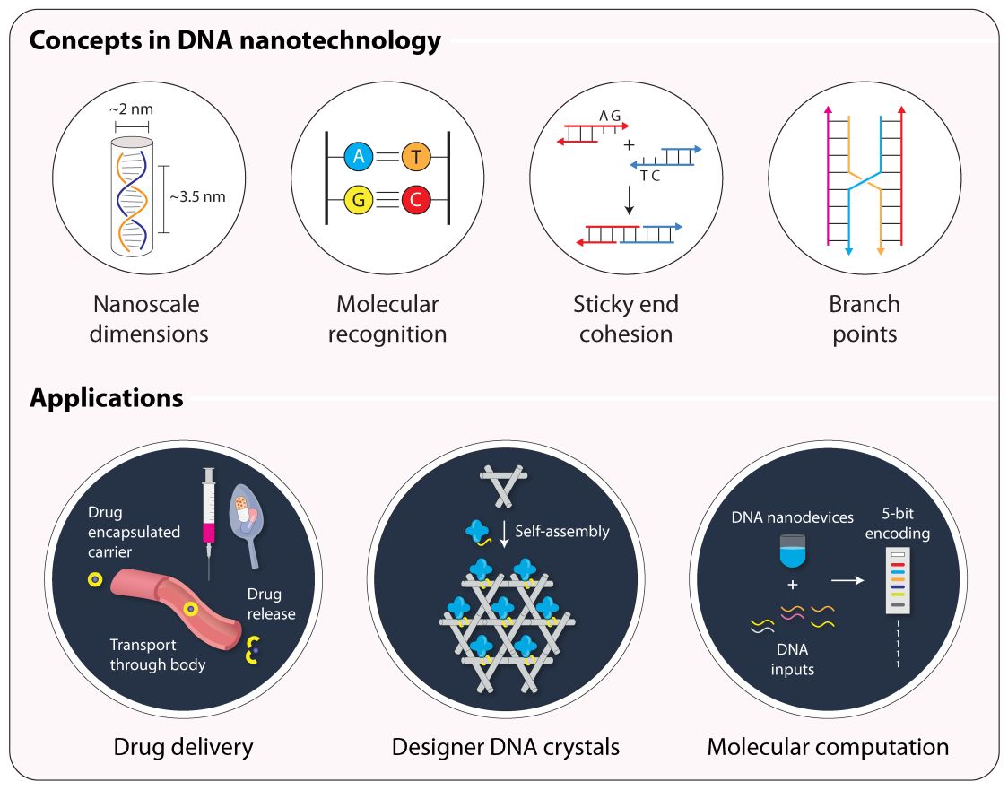 RNA Institute Scientist Awarded $1.95 Million To Advance DNA ...